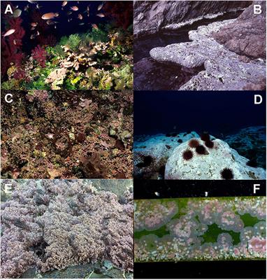 Frontiers | Coralline Algae in a Changing Mediterranean Sea: How